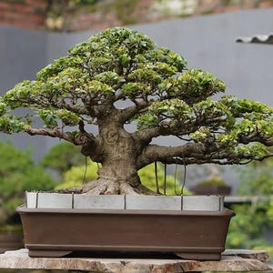 Real Picture Ficus Microcarpa Compacta Bonsai 01