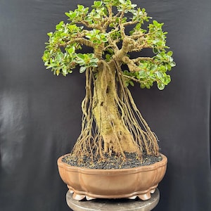 Peut inclure: Un bonsaï avec un tronc épais et texturé et des racines exposées tombant dans un pot brun de forme ovale. L'arbre a de petites feuilles vertes et est posé sur un piédestal gris sur fond noir.