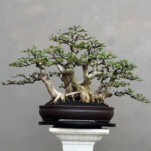Windswept bonsai - Etsy sterreich