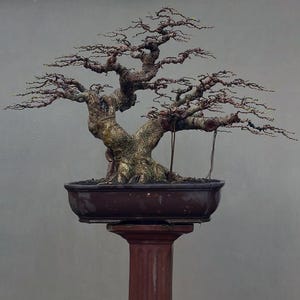 May include: A bonsai tree with a twisted trunk and fine branches. The tree is in a brown ceramic pot, placed on a reddish-brown pedestal. The background is a neutral grey.