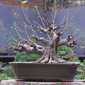 Real Picture Medium Ficus Microcarpa Bonsai 01