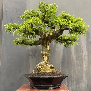 Real Picture Bonsai Brazilian Rain Tree A01