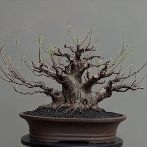 May include: A bonsai tree in a brown ceramic pot. The tree has a gnarled, textured trunk and branches with small green leaves. The pot is filled with black pebbles. The background is a plain grey. The bonsai is a miniature tree.