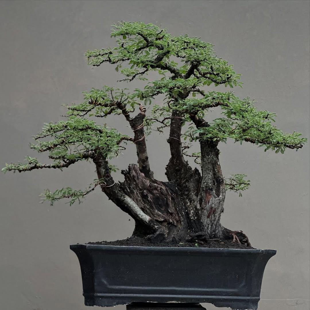 Acacia bonsai - Etsy sterreich