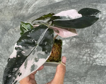 Real Picture Alocasia Chantrieri Pink Variegated