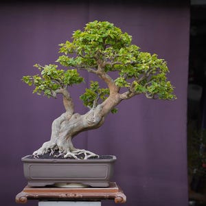 Echtbild Bonsai Singapore Bougainvillea B01