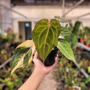 Anthurium BVIT x Zara Michelle Variegado de Imagen Real imagen 1