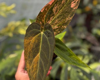 Imagen real de Anthurium Black Venom x Dorito Porti Variegado