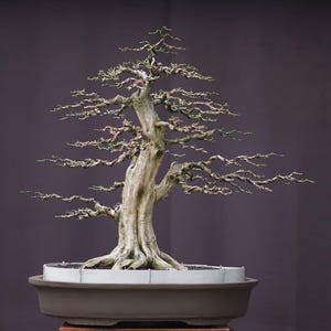 Op de afbeelding: Een volwassen bonsai-boom met een knoestige stam en gedraaide takken. De bladeren van de boom zijn schaars en de takken strekken zich horizontaal uit. De boom is geplant in een bruine rechthoekige pot met een lichtgrijze rand. De achtergrond is donkerpaars.