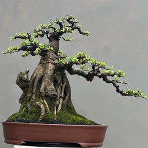 May include: A meticulously crafted bonsai tree in a brown ceramic pot. The tree features a thick, textured trunk with exposed roots and vibrant green foliage. The base is covered in lush green moss, and the branches are artfully shaped.
