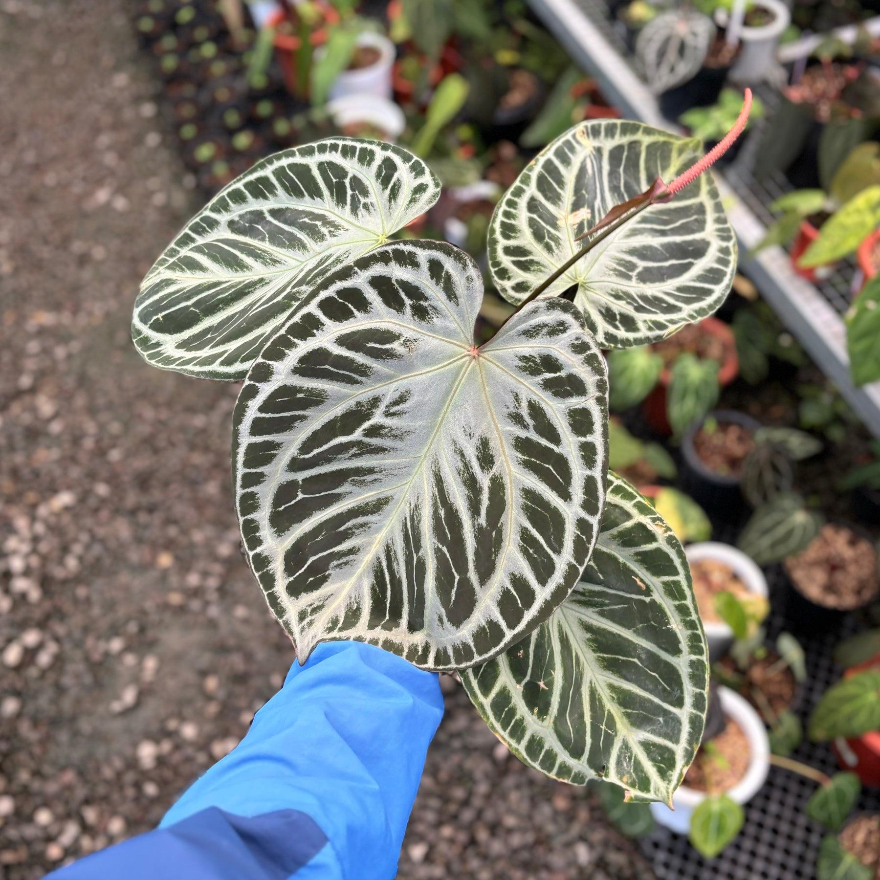 Anthurium king of spades x red crystallinum - Etsy 日本 Anthurium king of spades x red crystallinum - Etsy 日本