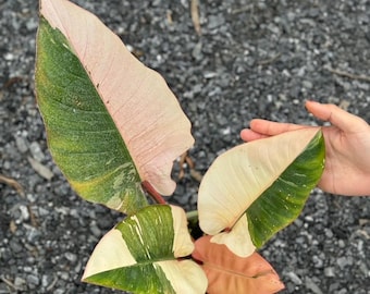 Foto real de uma planta rara de Filodendro Vermelho Congo Variegado.