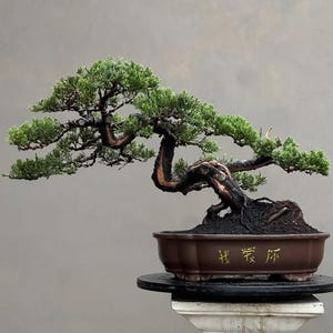 Echtbild Bonsai Juniperus Chinensis H01
