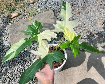 Echte foto Philodendron gouden draak bont