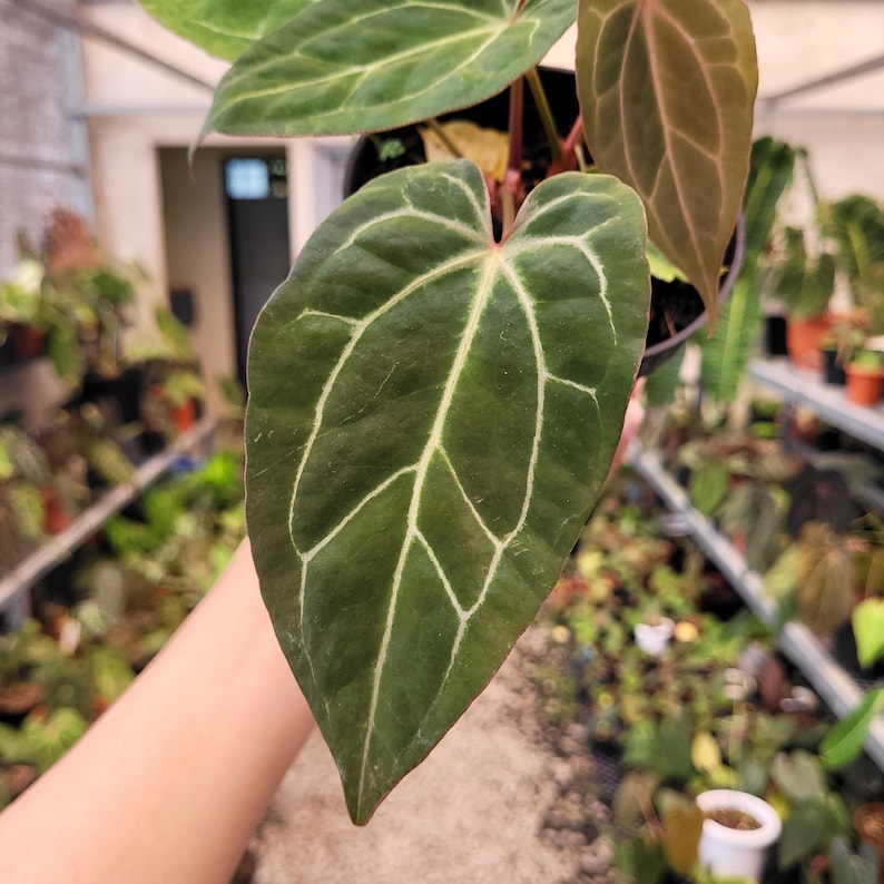 Puede incluir: Primer plano de una hoja de Anthurium verde oscuro con prominentes venas blancas. La hoja tiene forma de coraz&oacute;n y tiene una superficie texturizada. La planta est&aacute; en una maceta negra, con otras plantas visibles en el fondo.