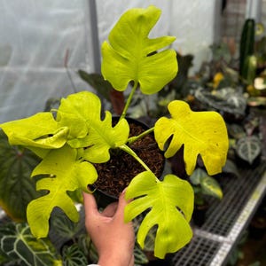 Monstera Citron Lime 01 i verkligheten