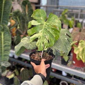 Puede incluir: Un juego de tres tazas de cerámica con acabado mate moteado. Las tazas son de color crema, gris claro y gris oscuro. Cada taza tiene un diseño simple y moderno y un asa redondeada. Para café o té.