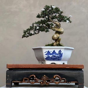 Bonsai Serissa Micro Real Picture 01
