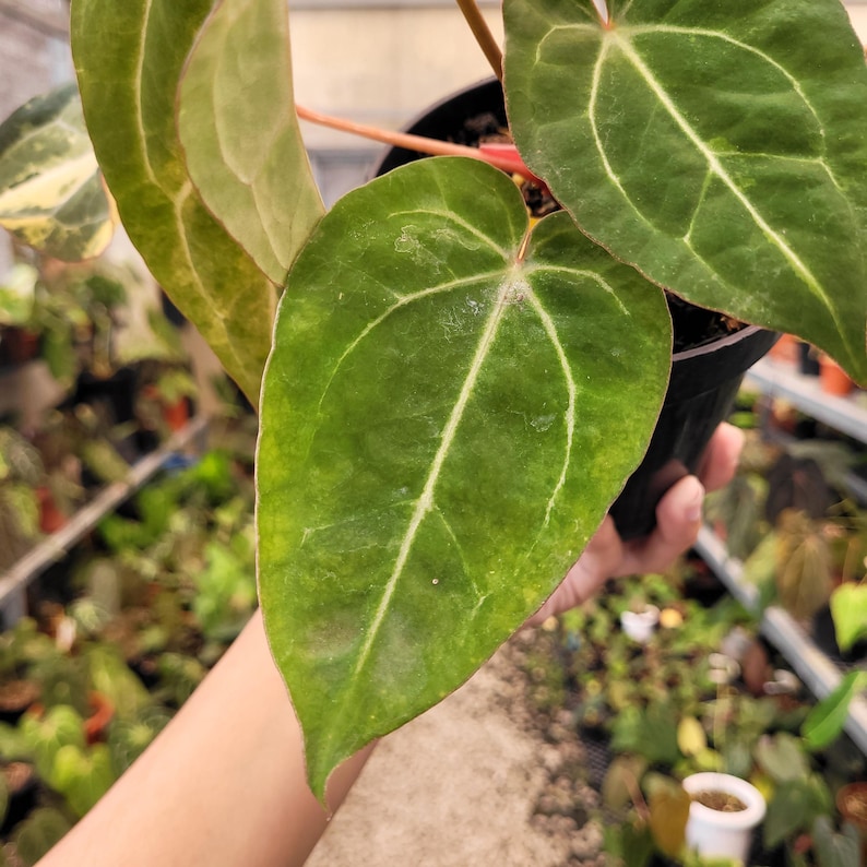 Puede incluir: Primer plano de una planta verde con hojas grandes en forma de coraz&oacute;n. Las hojas tienen venas blancas prominentes y una superficie ligeramente texturizada. La planta est&aacute; en una maceta negra, sostenida por una persona. El fondo est&aacute; borroso.