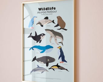 Wildlife in Akaroa Harbour New Zealand, Sea animals print, NZ school poster (Physical Print)