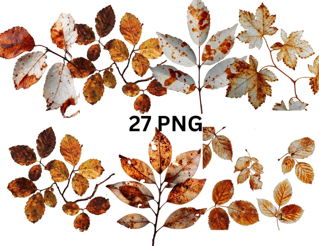 Autumn Leaves Clipart Bundle, 27 PNG Dried Leaves, Rustic Fall Foliage ...