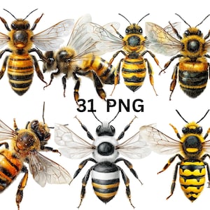 May include: A collection of detailed illustrations of bees in various poses, showcasing their wings, striped abdomens, and intricate body structures. The image includes the text "31 PNG".