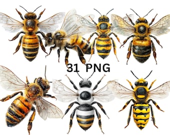 Bijen clipartbundel, 31 png realistische honingbijen, hommel clipart, insect illustratie png, natuur en lente clipart, instant download