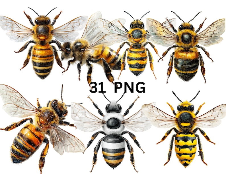 Bee Clipart Bundle, 31 PNG Realistic Honey Bees, Bumblebee Clipart ...