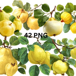 Puede incluir: Ilustración digital de membrillos en ramas con hojas verdes. Los membrillos son de color amarillo vibrante, y la imagen incluye el texto "42 PNG". La imagen está sobre un fondo blanco.