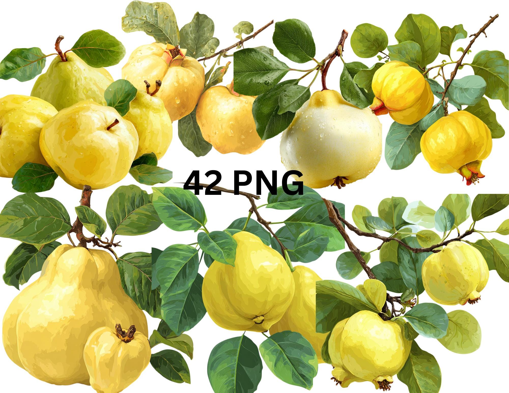 Fresh Quince Fruit - Organic Quince for Cooking, Baking, Preserves, Natural Aromatic Fall Fruit