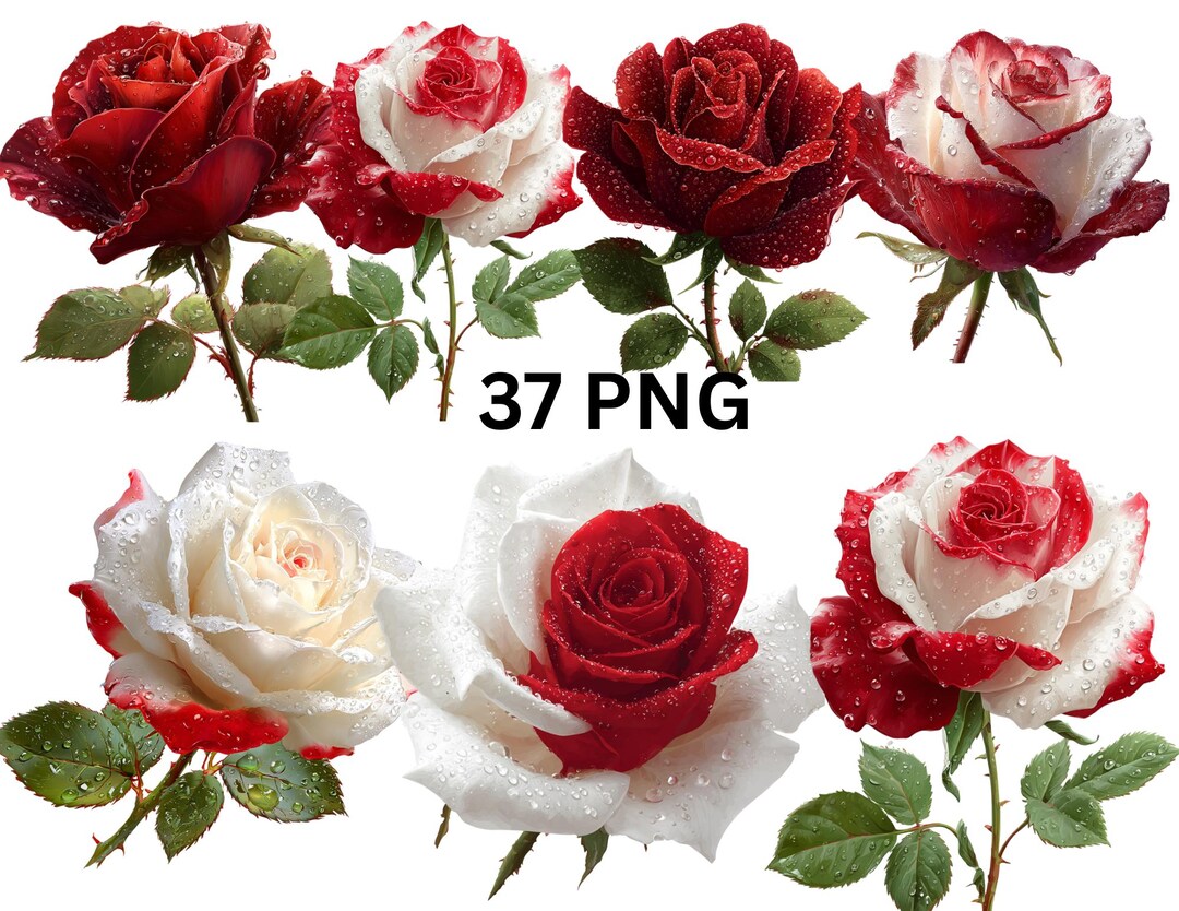 Dewy Rose Wall Art | Romantic Flower Print | Red Rose With Dew Drops ...