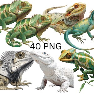 Puede incluir: Ilustraciones de reptiles, incluyendo iguanas, un dragón barbudo, un camaleón y un caimán. Los reptiles son de varios colores, incluyendo verde, azul y blanco. El texto "40 PNG" es visible.