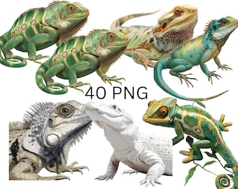 Clipart di rettili - Sfondo trasparente, download immediato, uso commerciale
