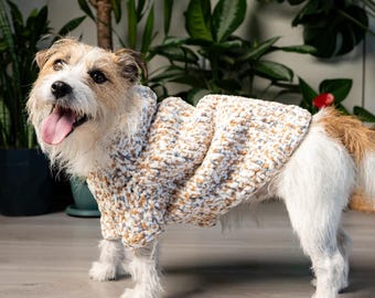 May include: A small dog, predominantly white with tan markings, wearing a cream-coloured sweater with blue and brown flecks. The dog stands on a light wood floor, with green plants in the background.