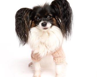 May include: A Papillon dog with black and white markings and long, fringed ears, wearing a light brown knitted sweater. The dog is centered against a white background, looking directly at the camera.