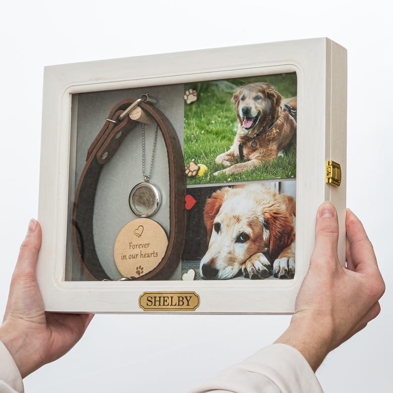 Pu&ograve; includere: Una scatola a cornice in legno bianco con una porta a cerniera, che mostra un collare per cani, un medaglione e due foto di un golden retriever. Un'etichetta di legno recita "Forever in our hearts". Il nome "Shelby" &egrave; su una placca dorata.