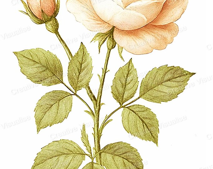 Vintage Botanical Rose Painting Style Printable Wall Art Antique Floral Digital Download Decor