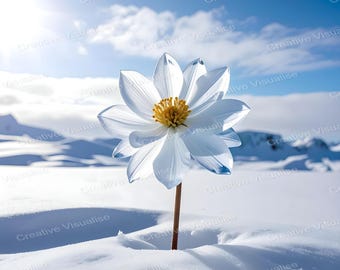 Große gelb-weiße Eisblume, die im polaren Schnee unter dem hellen Frühlingshimmel blüht