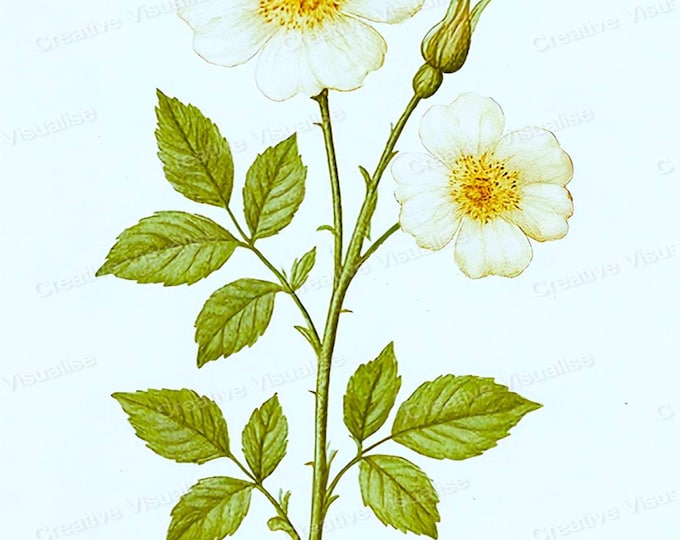 Vintage Botanical Yellow Flower in Soil Printable Wall Art Floral Nature Digital Decor