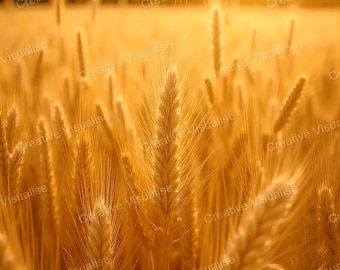 Goldenes Weizenfeld bei Sonnenuntergang mit reifen Weizenähren Naturlandschaft Kunstdruck