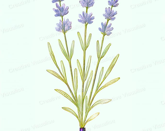 Vintage Botanical Lavender Flowers in Purple Vase Printable Wall Art Floral Decor