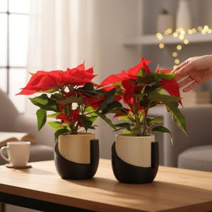May include: Two vibrant red poinsettia plants in dual-toned pots. Each pot features a cream-coloured, vertically ribbed cylindrical inner section nestled within a smooth, matte black curved outer base, creating a modern, layered appearance.