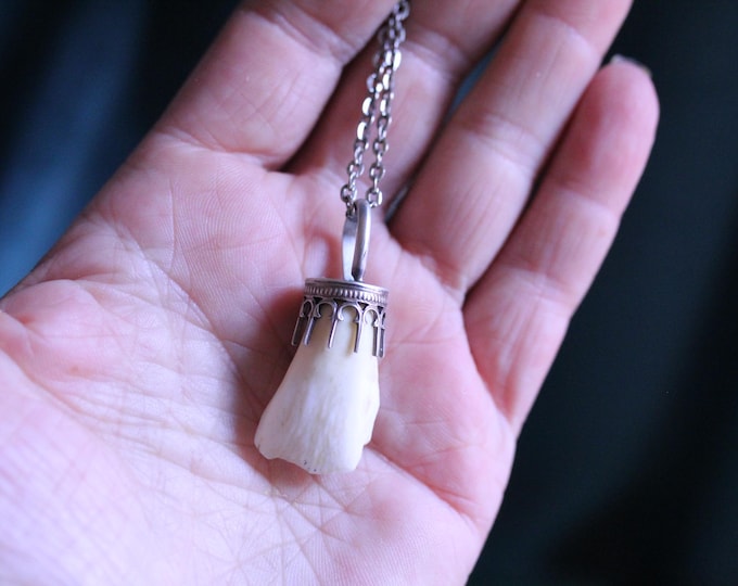Unisex Buffalo Tooth talisman Necklace