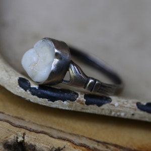 Op de afbeelding: Een unieke ring met een kies gezet in een zilverkleurige band. De kies heeft een natuurlijke gebroken witte kleur en de ring heeft een vintage of antieke uitstraling. De band heeft een eenvoudig, maar gedetailleerd ontwerp.