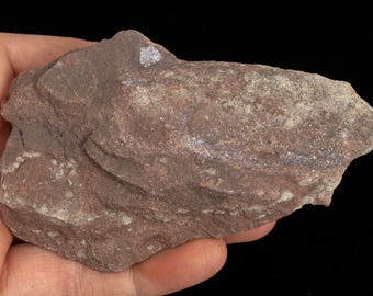 RARE Devonian fish 4.73 oz Pteraspis sp. fossil specimen UKRAINE #t6534