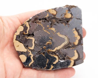 May include: A polished stone with a unique pattern of dark gray, black, and tan colors. The stone is held in a hand, showcasing its irregular shape and natural textures. The stone's surface has a marbled appearance.