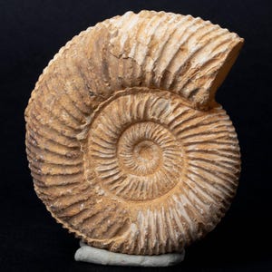 May include: A fossilised ammonite shell, displaying a spiral pattern with prominent ridges. The shell is light brown and rests on a small, light-coloured base against a black backdrop. This is a natural history item.