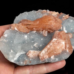 May include: A mineral specimen featuring a light blue base with clusters of orange-brown crystals. The crystals have a layered appearance and are set against a contrasting black background. The mineral is held in a hand.