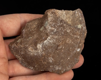 RARE Devonian fish 2.65 oz Pteraspis sp. fossil specimen UKRAINE #t6535