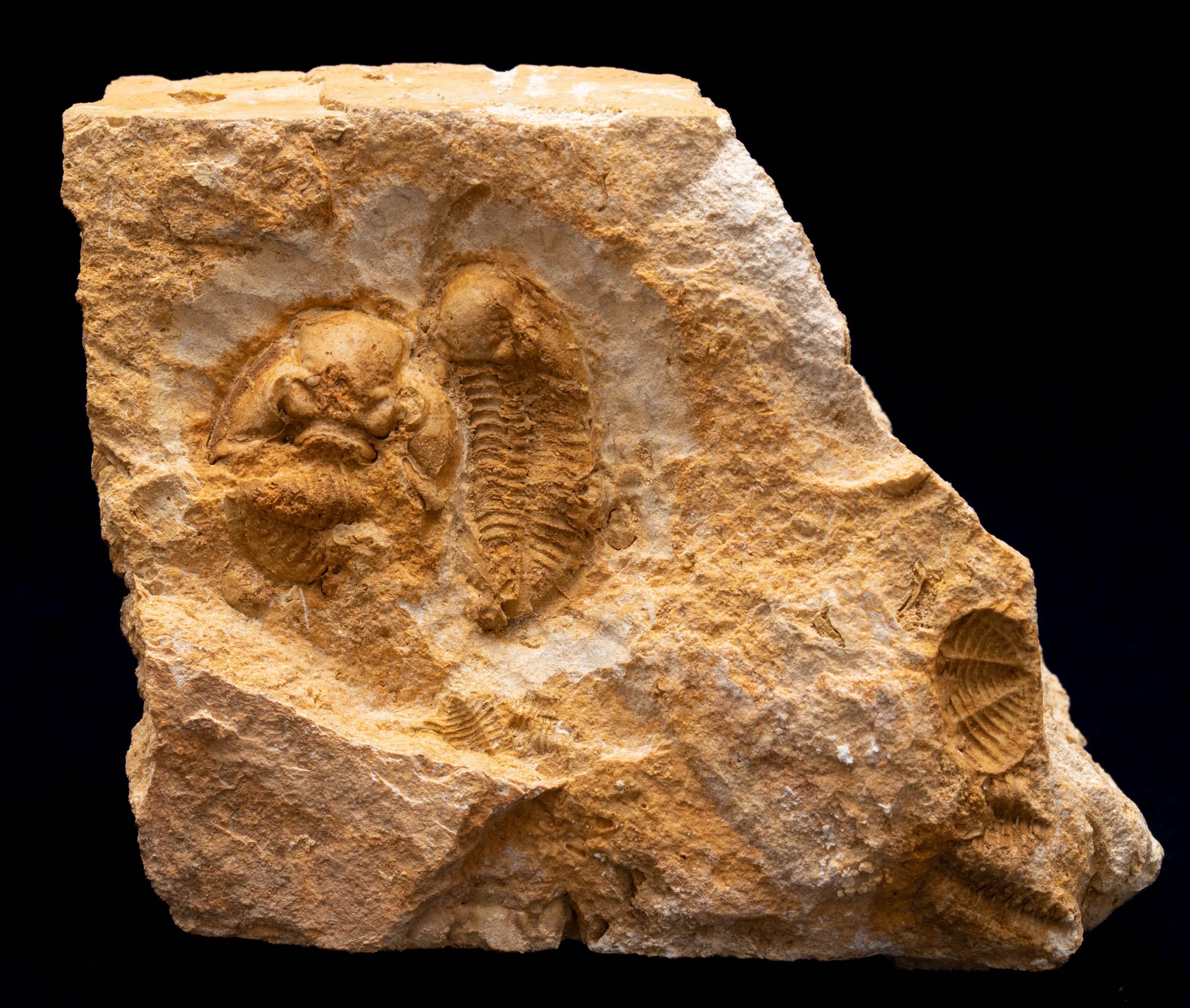 RARE Carboniferous Trilobite - Ditomopyge Sp. Fossil Stone
